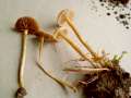 Agrocybe pediades - Halbkugeliger Ackerling - Hdingen