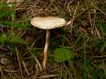 Agrocybe dura - Rissiger Ackerling - Weferlingen-Walbeck