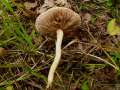 Agrocybe dura - Rissiger Ackerling - Weferlingen-Walbeck