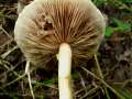 Agrocybe dura - Rissiger Ackerling - Weferlingen-Walbeck