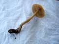 Agrocybe pediades - Halbkugeliger Ackerling - Weferlingen-Walbeck