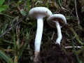 Aderiger Ackerling