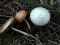 Agrocybe dura - Rissiger Ackerling - Weferlingen