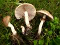 Agrocybe praecox - Frhlings - Ackerling;Voreilender Ackerling - Weferlingen