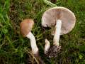 Agrocybe praecox - Frhlings - Ackerling;Voreilender Ackerling - Weferlingen