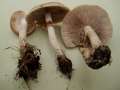 Agrocybe praecox - Frhlings - Ackerling;Voreilender Ackerling - Weferlingen