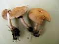 Agrocybe praecox - Frhlings - Ackerling;Voreilender Ackerling - Weferlingen