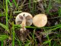 Agrocybe praecox - Voreilender Ackerling - Weferlingen