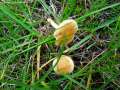 Agrocybe vervacti - Hohlstieliger Ackerling - Weferlingen