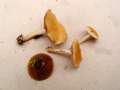Agrocybe vervacti - Hohlstieliger Ackerling - Weferlingen