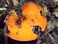 Aleuria aurantia - Gemeiner Orangebecherling - Hdingen