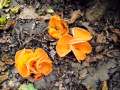 Aleuria aurantia - Gemeiner Orangebecherling - Hdingen