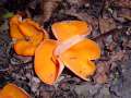 Aleuria aurantia - Gemeiner Orangebecherling - Hdingen