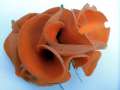 Aleuria aurantia - Gemeiner Orangebecherling - Hdingen
