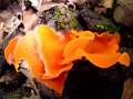 Gemeiner Orangebecherling