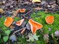 Aleuria aurantia - Gemeiner Orangebecherling - Weferlingen