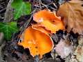 Gemeiner Orangebecherling