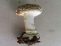 Amanita pantherina - Pantherpilz - Flechtingen