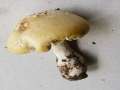Amanita&nbsp;gemmata&nbsp;-&nbsp;Narzissengelber Wulstling&nbsp;-&nbsp;Flechtingen