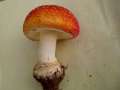 Amanita muscaria - Fliegenpilz - Helmstedt