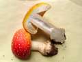 Amanita muscaria - Fliegenpilz - Helmstedt