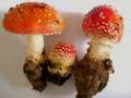 Amanita muscaria - Fliegenpilz - Helmstedt