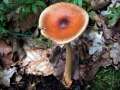 Amanita fulva - Fuchsiger Scheidenstreifling - Hdingen