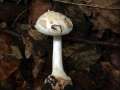 Amanita citrina var.alba - Gelber Knollenbltterpilz,weie Form - Hdingen