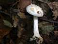 Amanita citrina var.alba - Gelber Knollenbltterpilz,weie Form - Hdingen