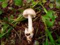 Amanita vaginata - Grauer Scheidenstreifling - Hdingen