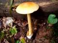 Amanita&nbsp;crocea&nbsp;-&nbsp;Orangegelber Scheidenstreifling&nbsp;-&nbsp;H�dingen