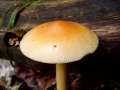 Amanita&nbsp;crocea&nbsp;-&nbsp;Orangegelber Scheidenstreifling&nbsp;-&nbsp;H�dingen