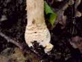 Amanita franchetii - Rauher Wulstling - Hdingen