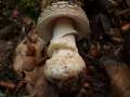 Amanita&nbsp;excelsa&nbsp;-&nbsp;Grauer Wulstling&nbsp;-&nbsp;H�dingen