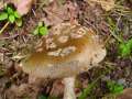 Amanita ceciliae - Riesen-Scheidenstreifling - Hdingen