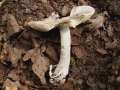 Amanita vaginata - Grauer Scheidenstreifling - Hdingen