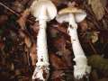 Amanita pantherina - Pantherpilz - Hdingen