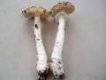 Amanita pantherina - Pantherpilz - Hdingen