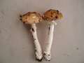 Amanita pantherina - Pantherpilz - Hdingen