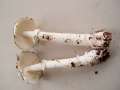 Amanita pantherina - Pantherpilz - Hdingen