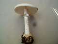 Amanita citrina var.alba - Gelber Knollenbltterpilz - weie Form - Hdingen