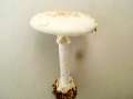 Amanita citrina var.alba - Gelber Knollenbltterpilz - weie Form - Hdingen