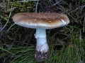 Perlpilz