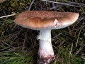 Amanita rubescens var.annulosulphurea - Perlpilz - Seggerde