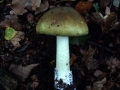 Grner Knollenbltterpilz