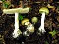 Amanita phalloides - Grner Knollenbltterpilz - Walbeck