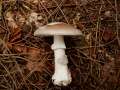 Amanita&nbsp;excelsa&nbsp;-&nbsp;Grauer Wulstling&nbsp;-&nbsp;Walbeck