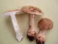 Amanita rubescens - Perlpilz - Walbeck