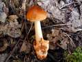 Amanita fulva - Fuchsiger Scheidenstreifling - Walbeck