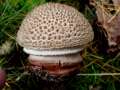 Amanita rubescens - Perlpilz - Walbeck